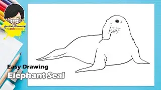 Easy Drawing Elephant Seal