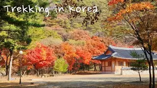 Songnisan National Park, Korea / 속리산 법주사 단풍