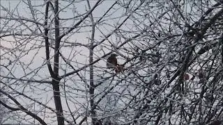 Zimą jabłko na drzewie smacznym jest