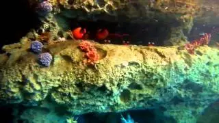 Finding Nemo Submarine Voyage POV