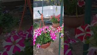 #flowers #nature #petunia