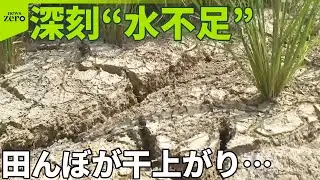 【深刻“水不足”】雨降らず稲枯れる「新米」影響は…  ダム貯水率「0%」も