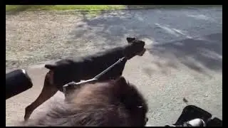 Walking the dogs somewhere in Florida January 9, 2021. ￼￼