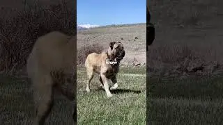 Wolves Vs Kangal! 🥶