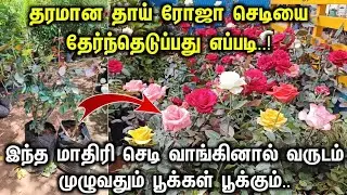 தரமான ரோஜா செடியை தேர்ந்தெடுத்து வாங்குவது எப்படி..? | Rose Plant Buying Guid | Tamil | A1 Nursery