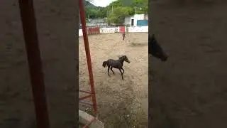 Potranka frisona de un a&ntilde;o 4 meses de edad