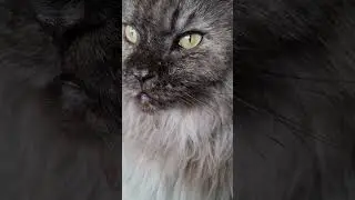 #rosalie #beautiful #mainecoon #cat #follow #kitty #cute #love #liebe #viral #catslove #gatos