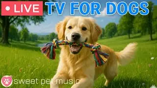 🔴24 Hours of Dog TV🎵🐶Caming Dog Music for Sleep🐾🩷Soothing Music to Ease Dog Anxiety and Stress