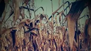 No Copyright creepy background videos - Corn field