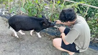 夏の思い出作りにブタを畑に解き放ってみた