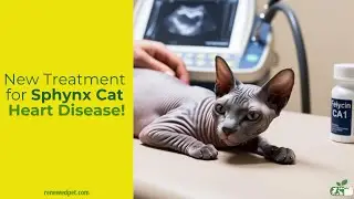 New Treatment for Sphynx Cat Heart Disease!    #sphynxexpert   #sphynxcare