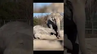 Когда даже слон плачет