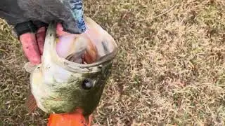 Catching Pigs 