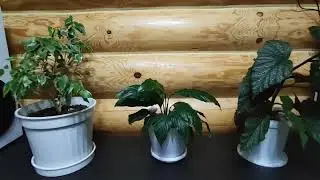 Eltronic 20-82 Home Sound Китайское технопорно ч.2 После ремонта заводского брака.