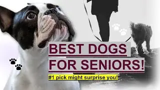 6 Best Dog Breeds for Seniors 🐾 | Perfect Companions for Golden Years