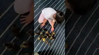 #MsDhoni Daughter #Ziva #Dhoni Playing with Birds Video Viral #Cricket #shorts #ipl #ipl2023