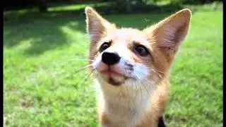 Mississippi Fox 2011