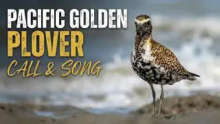 Pacific Golden Plover, Call-Food-Habit, birds of India, #rahul_chakraborty #birds #wildlife #nature