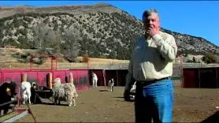 Goat Breeding Tips