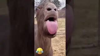 Craziest Goat Ever! 😂 Tongue Out & Funny Sounds #Shorts