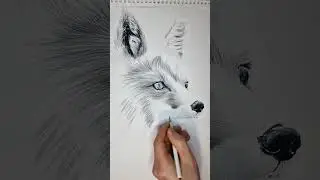 Drawing fox Time lapsed #shorts #art