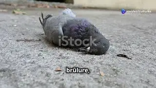 L'Oiseau Voyageur : &Agrave; la D&eacute;couverte des Cultures du Monde #histoire #heros