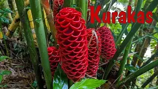 Kurakas