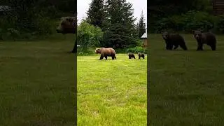 Peninsula giant bear 🐻 #trending #viral #shortvideo #shorts #youtubeshorts @PetZoo840
