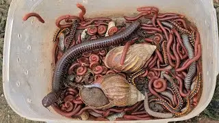 One Giant Millipede, 1000 Small Bugs Discovered In The Wet Colony Of The Land