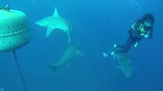 Baited Shark Dive