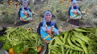 🌽🍆HIRSIZ MISIRI ÇALDI PATLICANI BIRAKTI | MISIRLAR OLDUMU? TURŞULUK FASÜLYE HASATI.