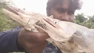 Wallago attu fishing big padan fish catching with spoon loor #786fisherman
