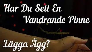 Vandrande Pinne P&aring; Promenad & &Auml;ggl&auml;ggning Samtidigt!