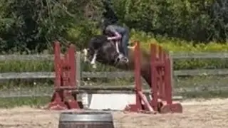 Annings Legend - 5 Year old Stallion - Schooling 1