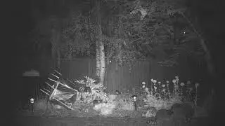 Bird seed thieves
