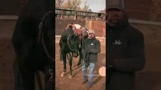 #MPHorsesTraining #firstride #tips #building #confidence #horsetraining #horsevideo #shorts #horse