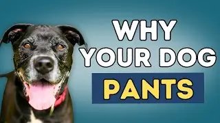 Why Your Dog Pants, and What You Can Do About It