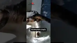 Why Are Cats Afraid of Water?