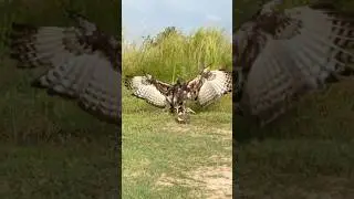 Changeable hawk eagle flying down to hunt birds of prey #birds #foryou #eagle #hawk