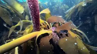Clan Stewart Club Dive