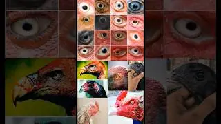 Top 10 Fighter ASEEL Eyes | Murga Eyes | #shortsfeed #aseel #aseelmurga #aseelchiks #shorts #pigeon