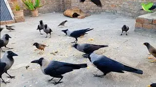 Crow and Birds Unity Anger and Sounds &hearts;️&hearts;️