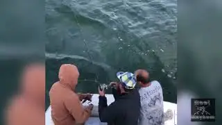DOUBLE DIGIT MONSTER BLACKFISH