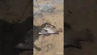 സ്രാവാണെന്നാണ് വിചാരിച്ചത്,.. പക്ഷെ... കണ്ടുനോക്ക്..