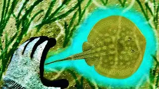 STINGRAY Caught By HAND! - Why Do Stingrays Sting?