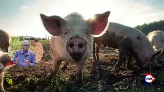 Signs of Illness and Treatment - Keep Your Pigs Healthy -  Know Your Pig - 4