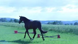 Voltigierpferd zuverkaufen