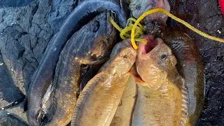 Bodega Bay Jetty, Poke Pole Fishing