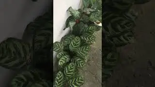 #calatheaplant #peacock #plantscollection #youtubeshorts