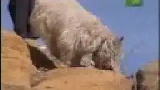 Breed All About It - Cairn Terrier